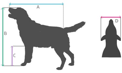 dog sizes