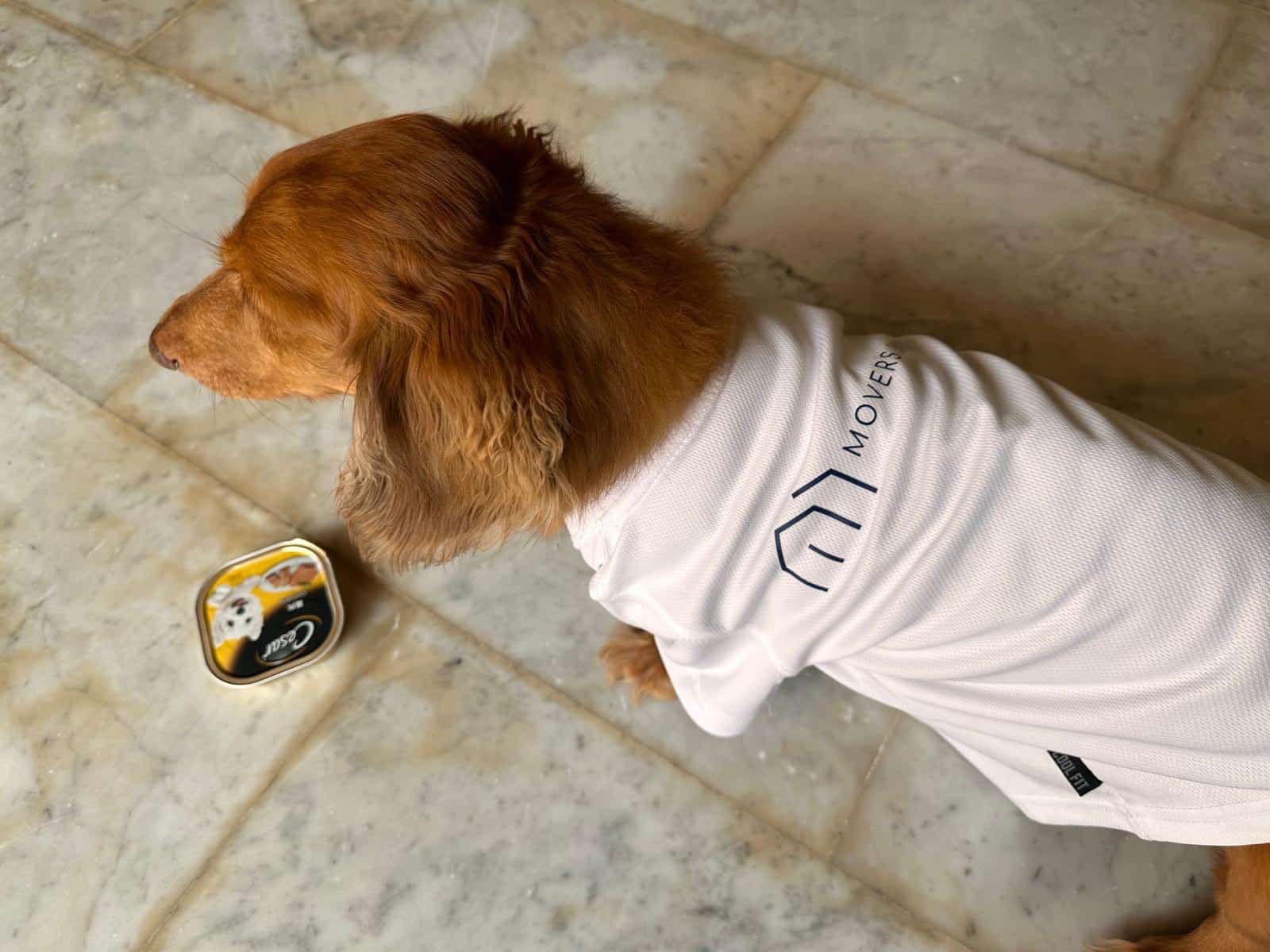 comfort considerations for pets when relocating